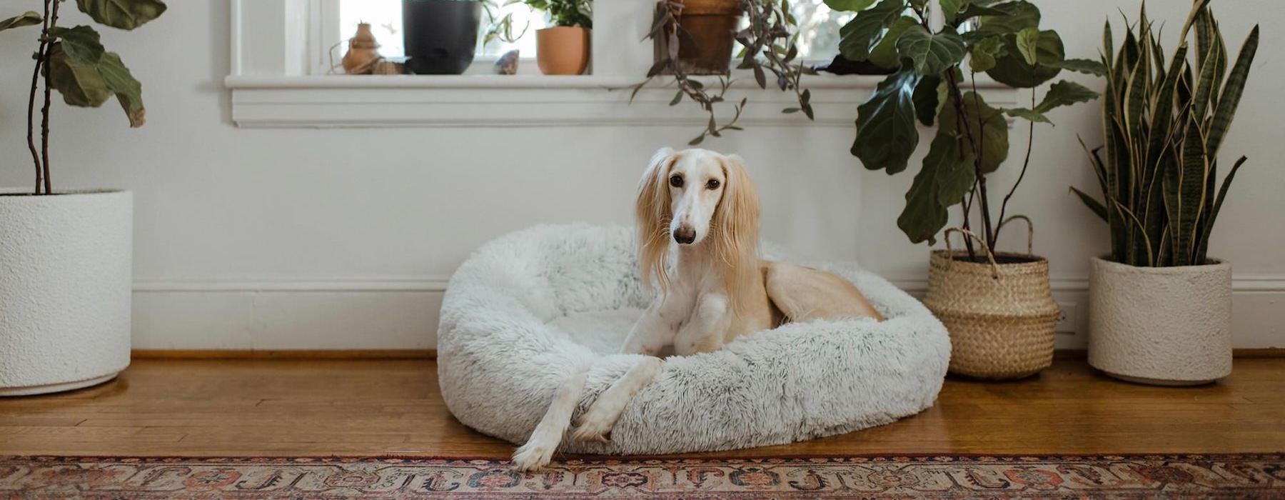 large dog sits in its bed under a windowsill full of potted plants